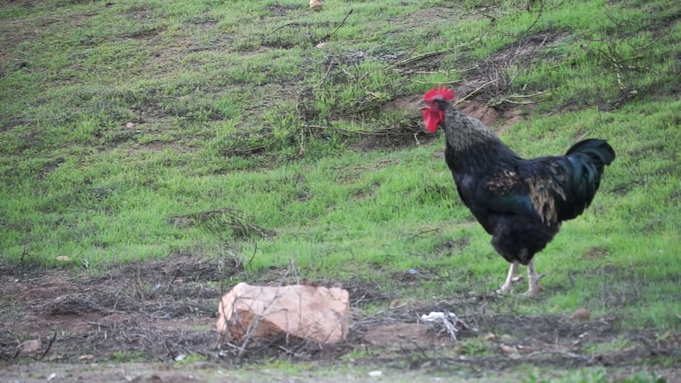 Atrapaniebla: Fog Beer